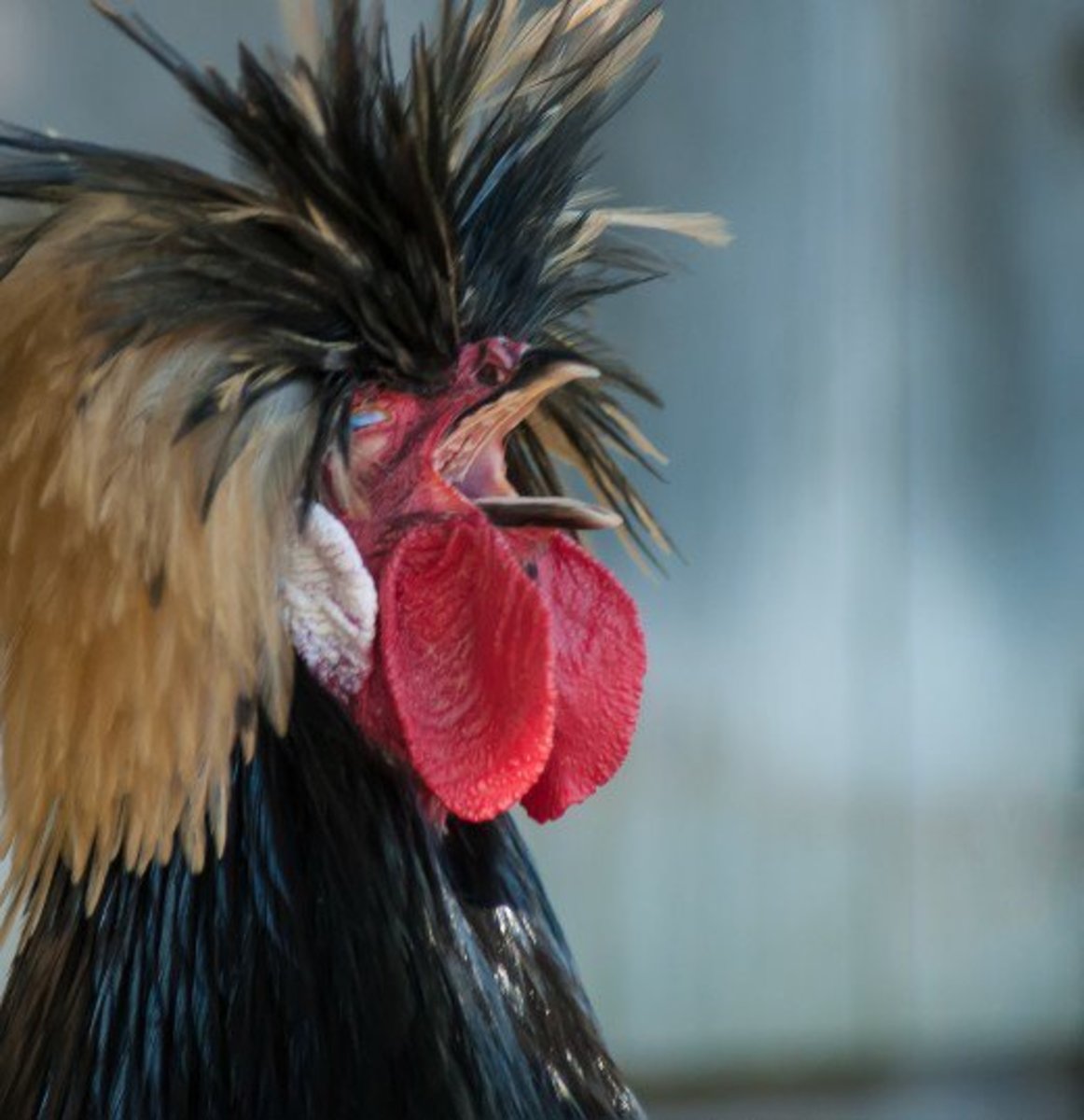 Information About Crested Polish Chickens PetHelpful