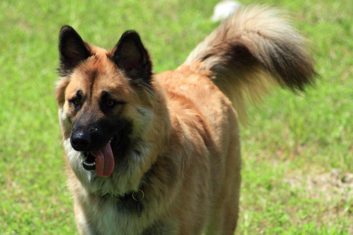 15 Most Popular German Shepherd Mix Dogs HubPages