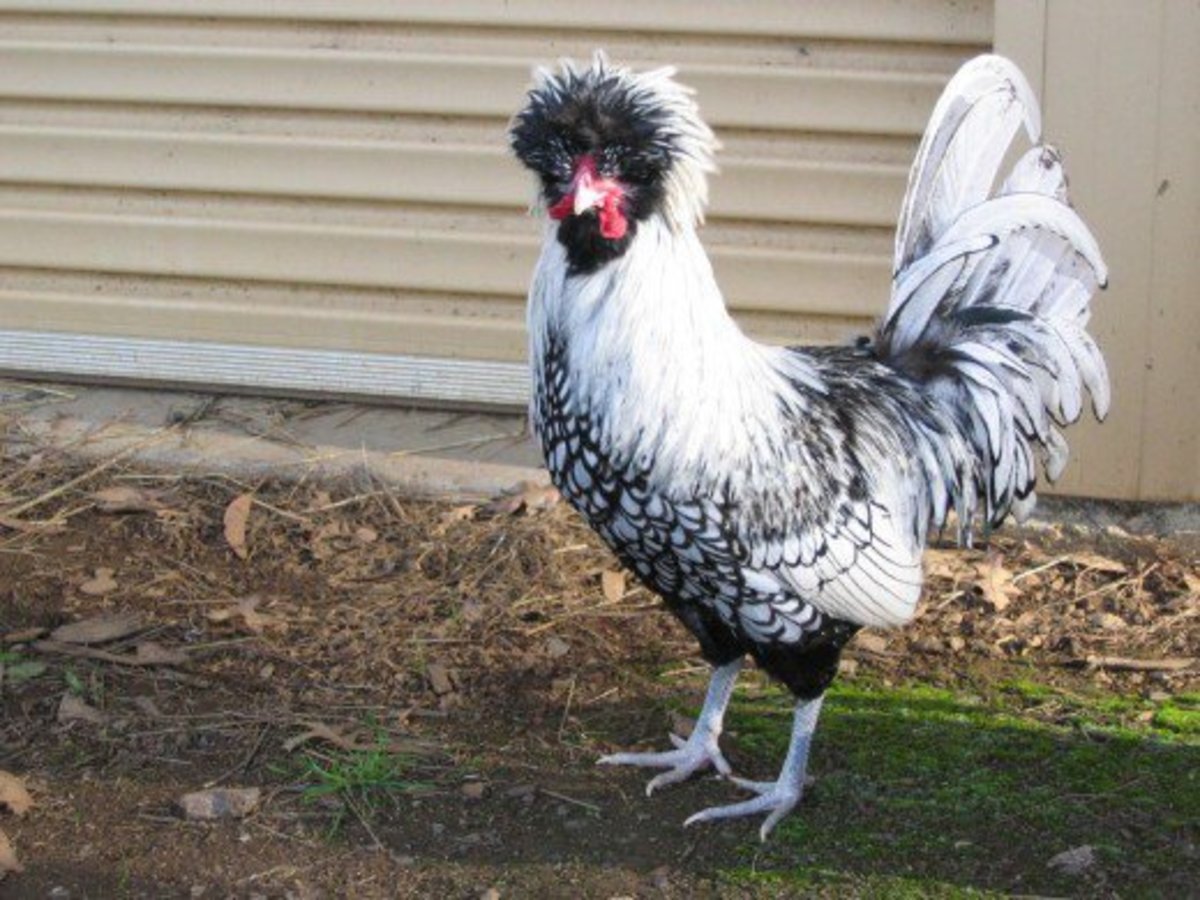 Information About Crested Polish Chickens PetHelpful
