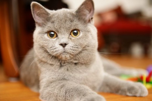 How to Tell If Your Cat Is in Heat and Tips to Calm Her PetHelpful