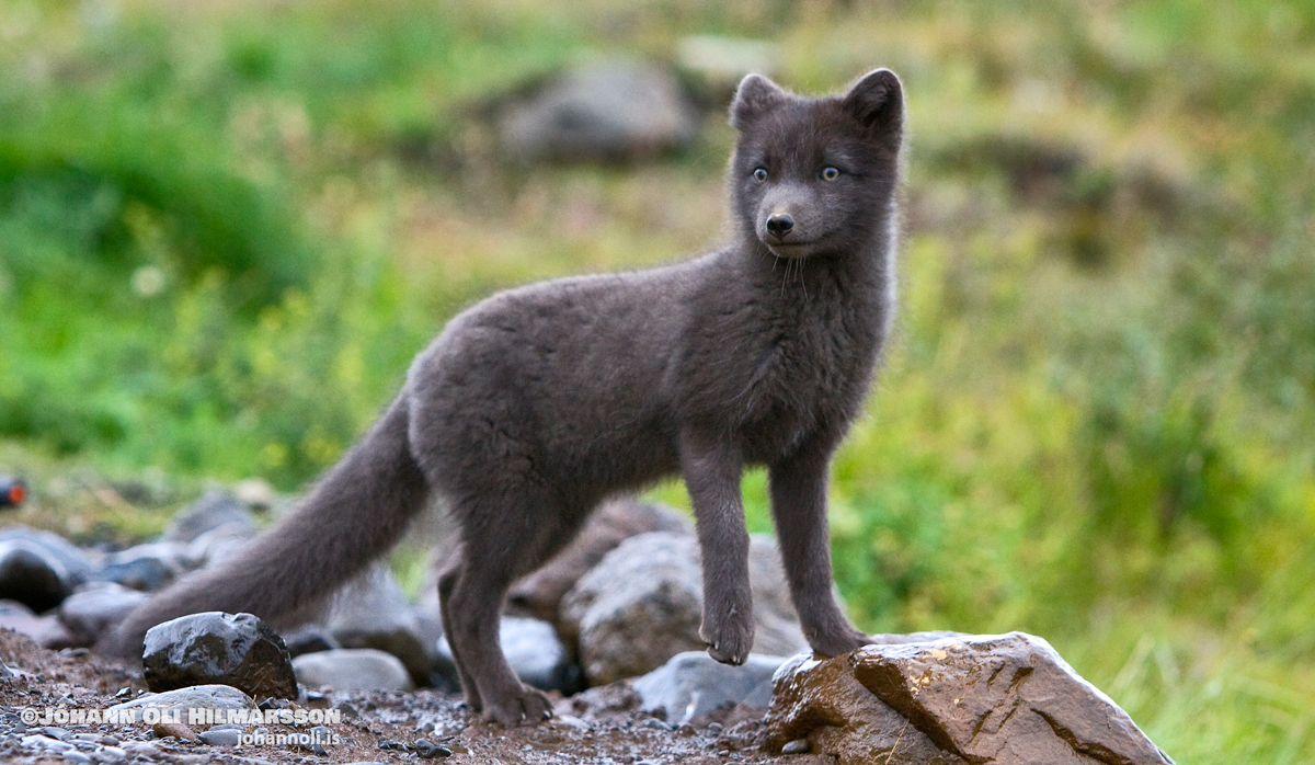 The 11 Most Endangered Dog Species HubPages