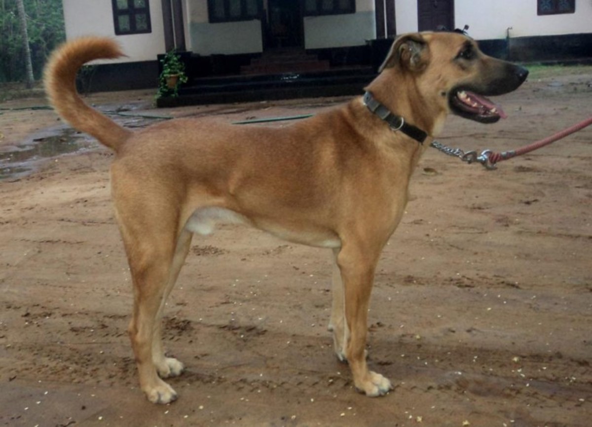 Top 20 Indian Dog Breeds Purchasing Price and Care