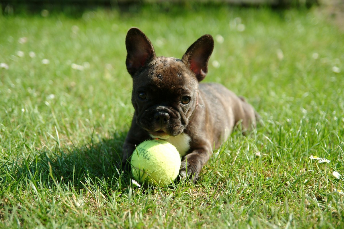 What You Need to Know About Feeding Your French Bulldog PetHelpful