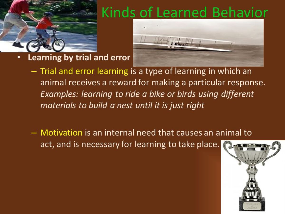 Learning Life Through Trial and Error HubPages