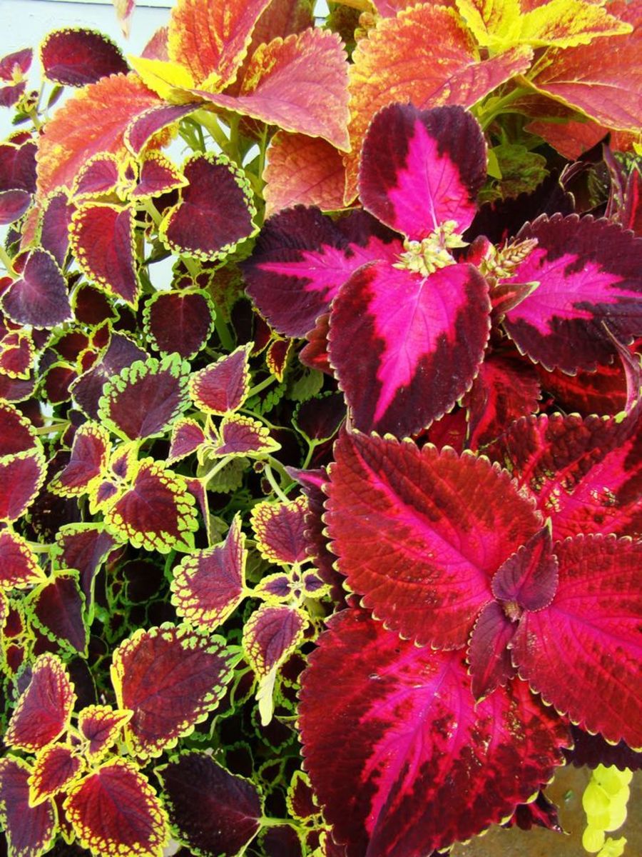 How to Successfully Grow Coleus as a Houseplant Dengarden