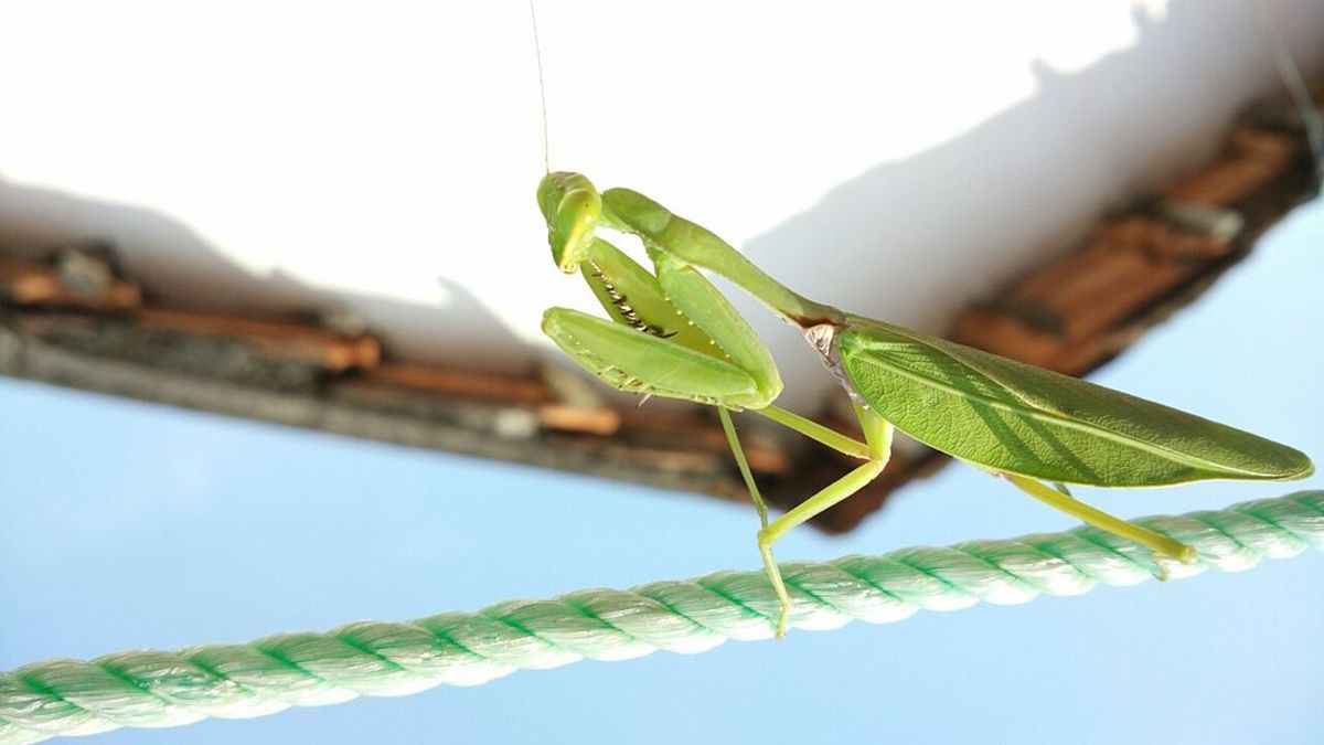 How to Attract Praying Mantises Dengarden