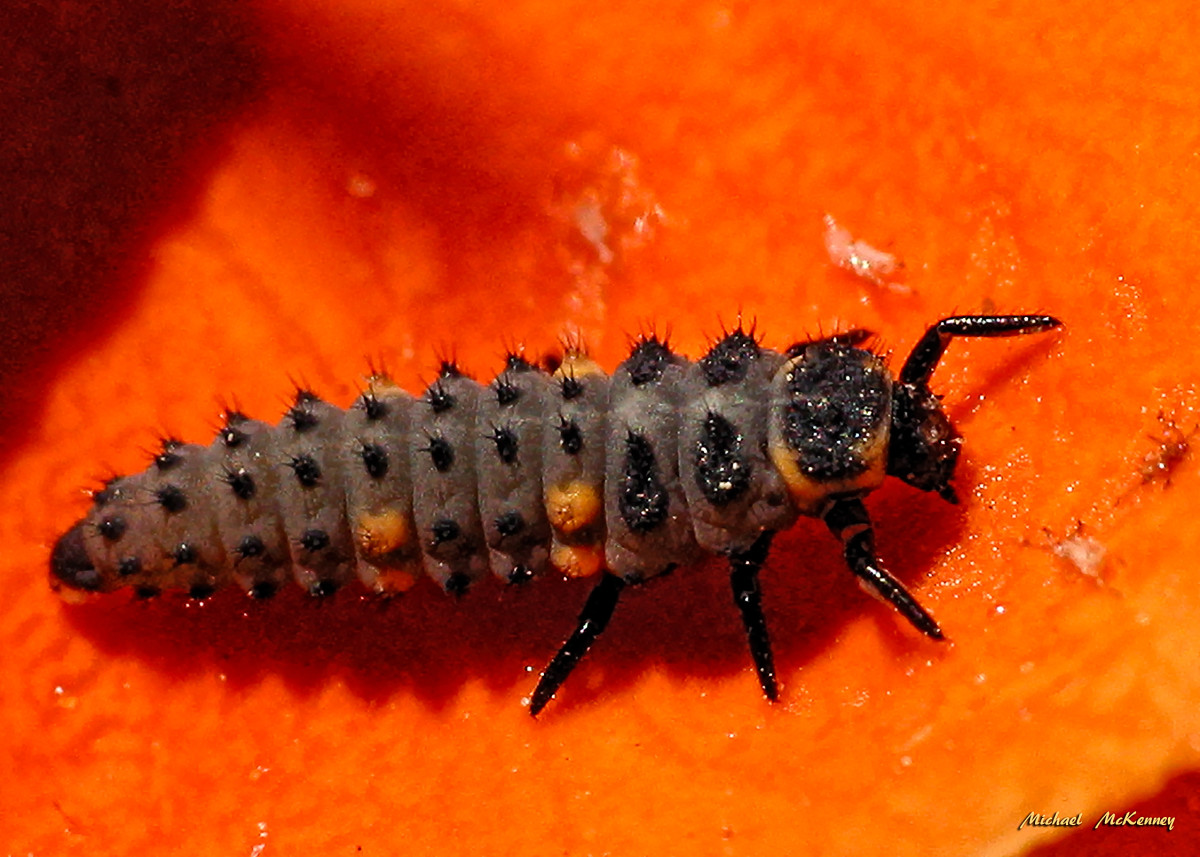 Good vs. Bad Ladybugs in Your Garden and How to Tell the Difference