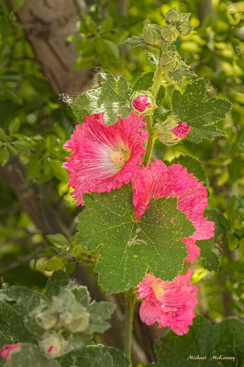 How to Grow Spectacular Hollyhocks Dengarden