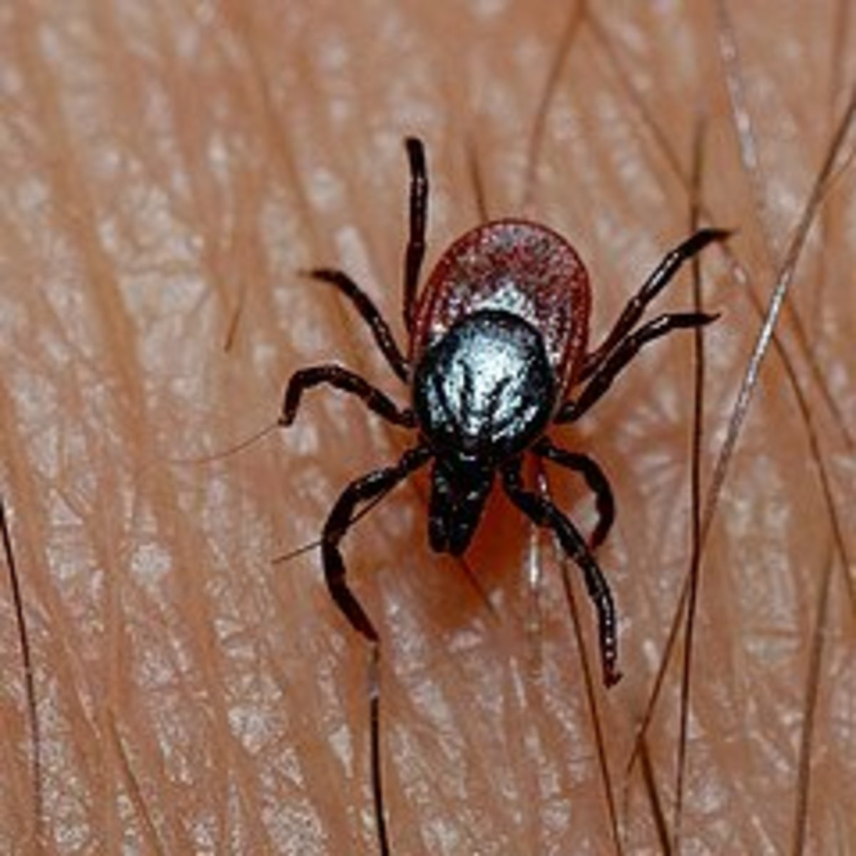 How to Repel Ticks Naturally Dengarden