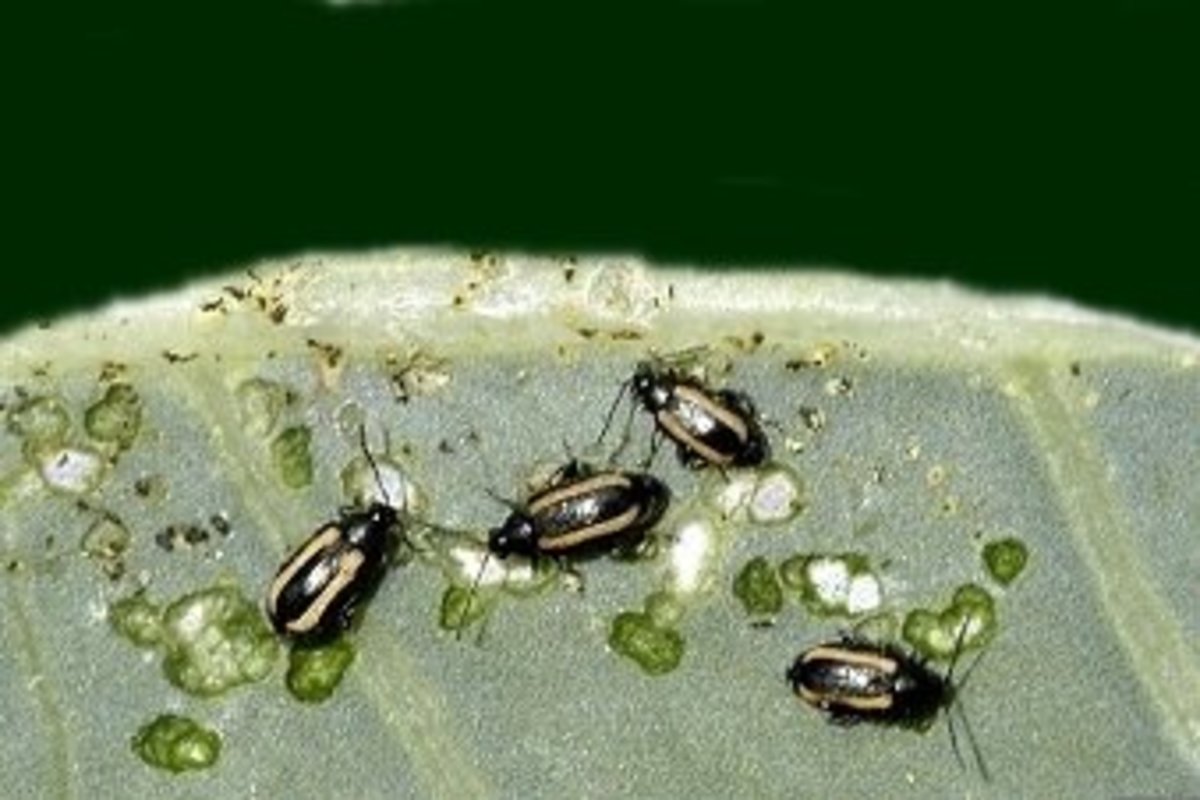 13 Common Pests of Leafy Vegetables Photos, Prevention, and Control