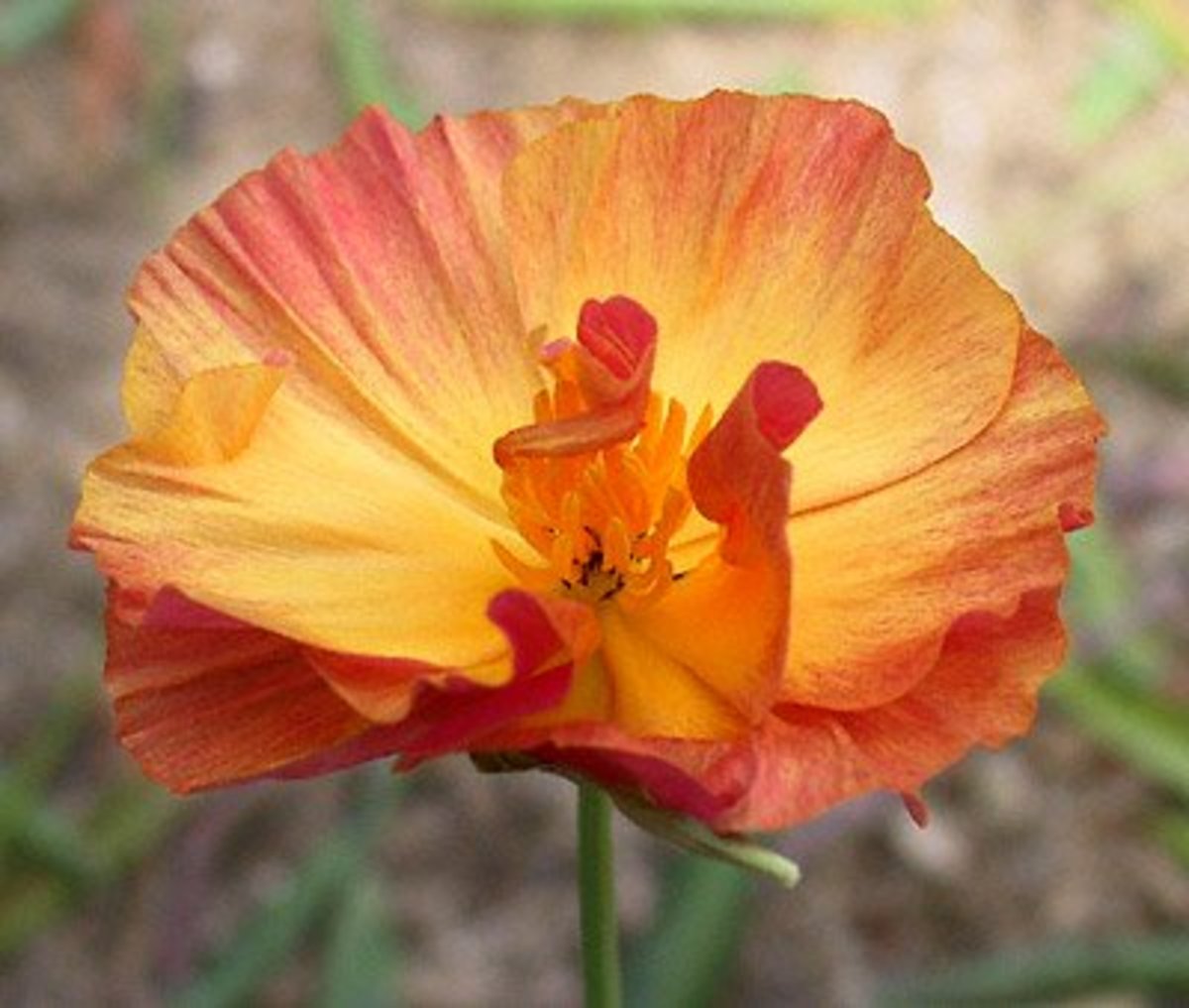 Spectacular California Poppies How and Where to Grow Them Dengarden