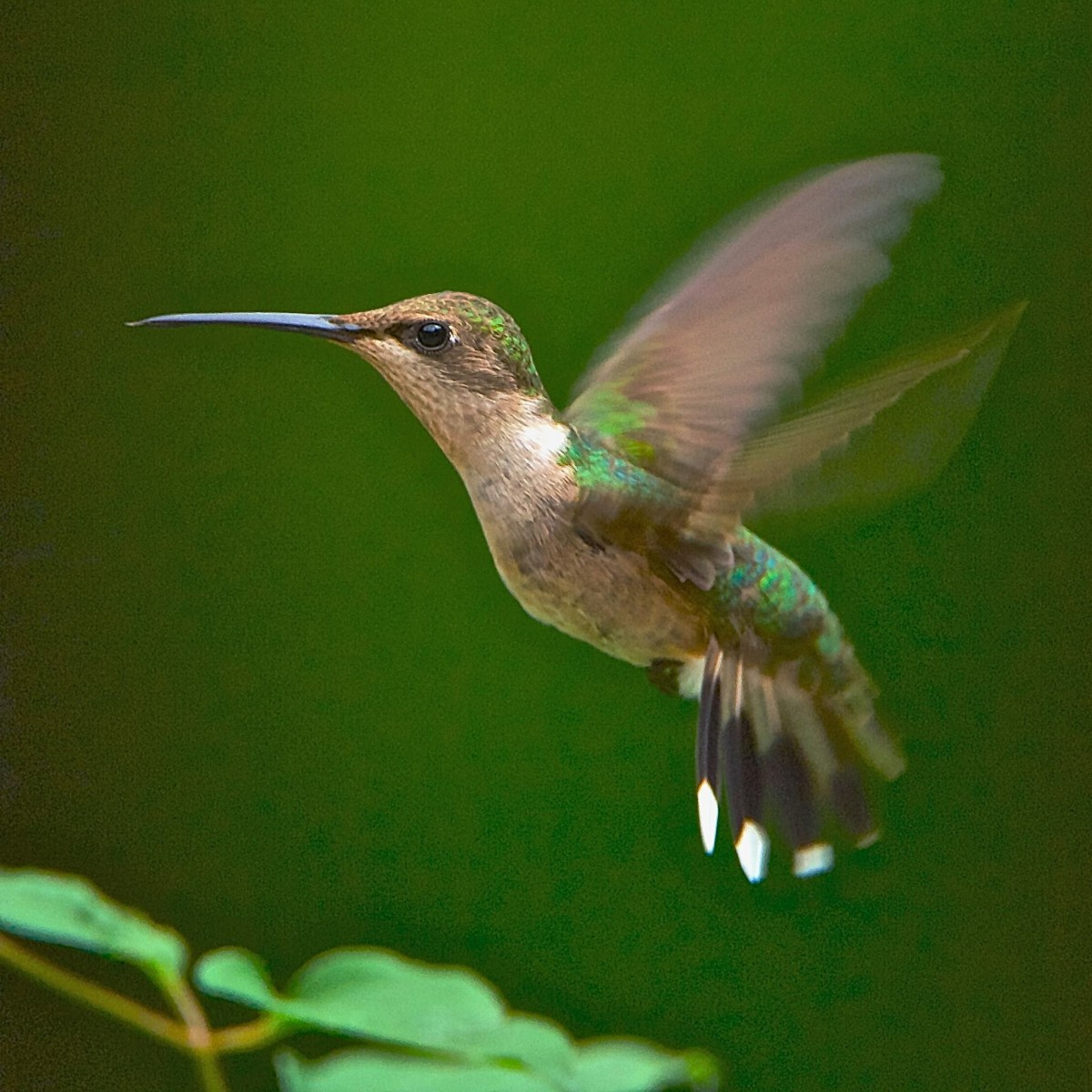 How to Attract Tiny, FuntoWatch Hummingbirds To Your Yard HubPages