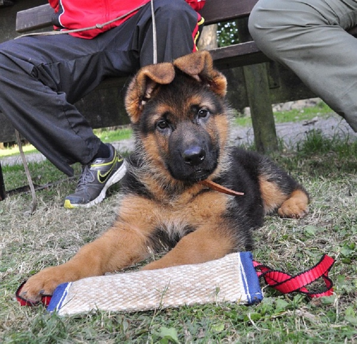 When Will My German Shepherd's Ears Stand Up? PetHelpful