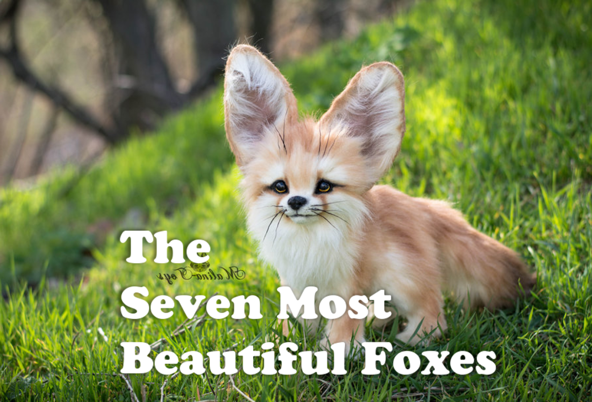 The 10 Most Endangered Fox Species HubPages