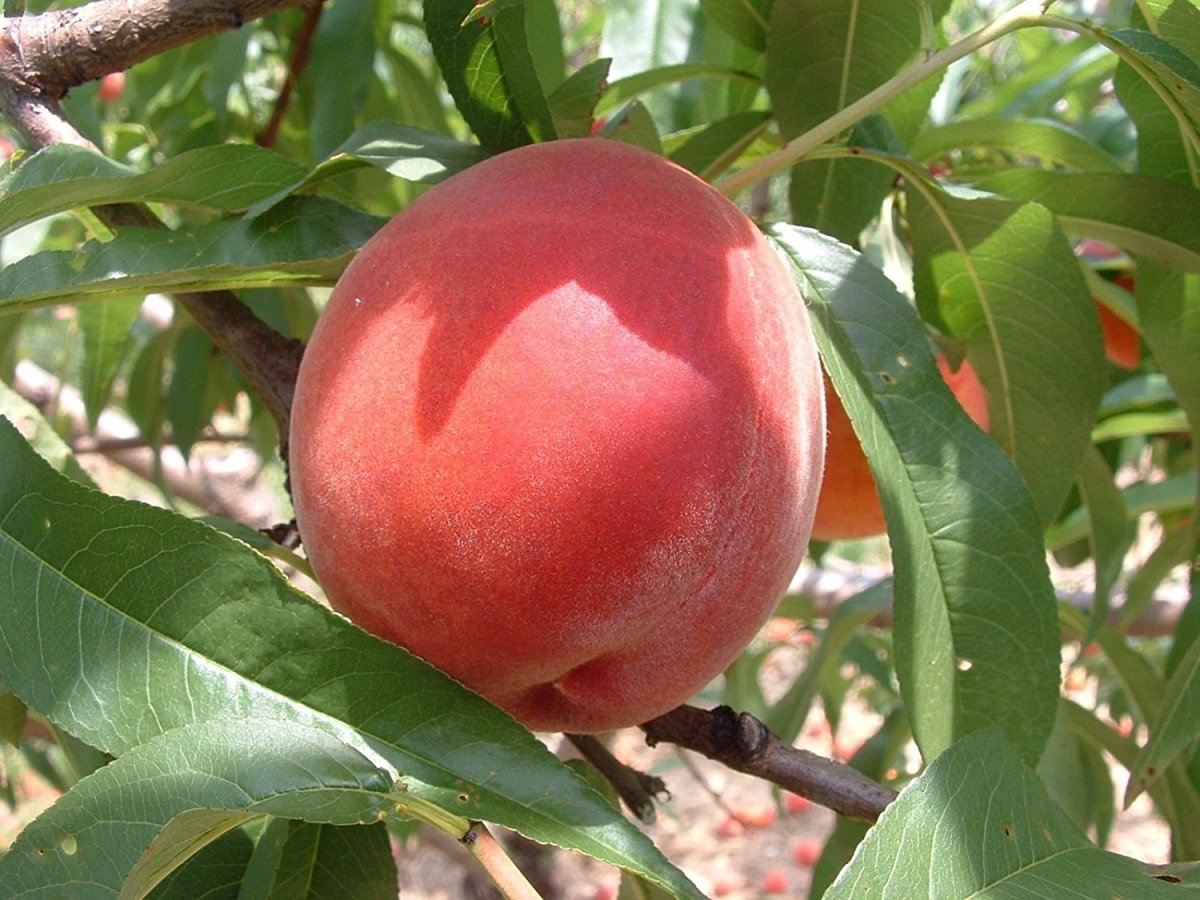 Peach Leaf Curl and the Damage It Can Do to Your Peach Trees! Dengarden