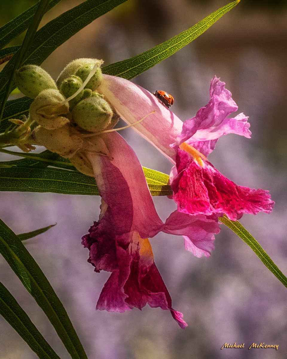 Good vs. Bad Ladybugs in Your Garden and How to Tell the Difference