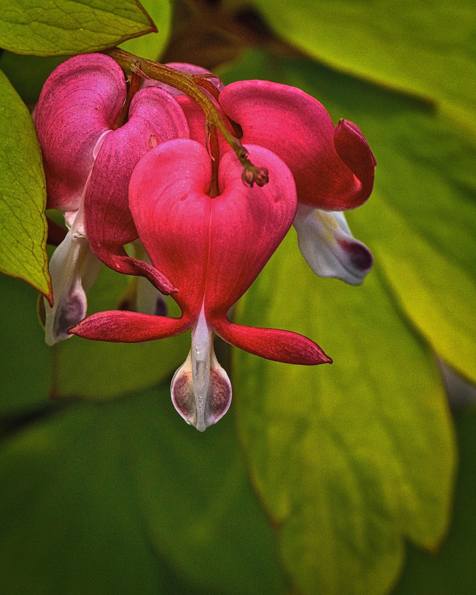 How to Grow Crown of Thorns From Cuttings Dengarden