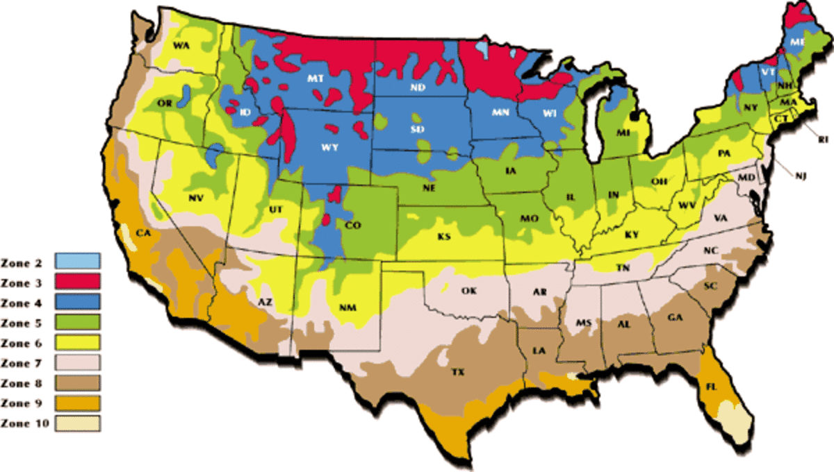 How to Start Bleeding Hearts From Root Cuttings or Seeds Dengarden