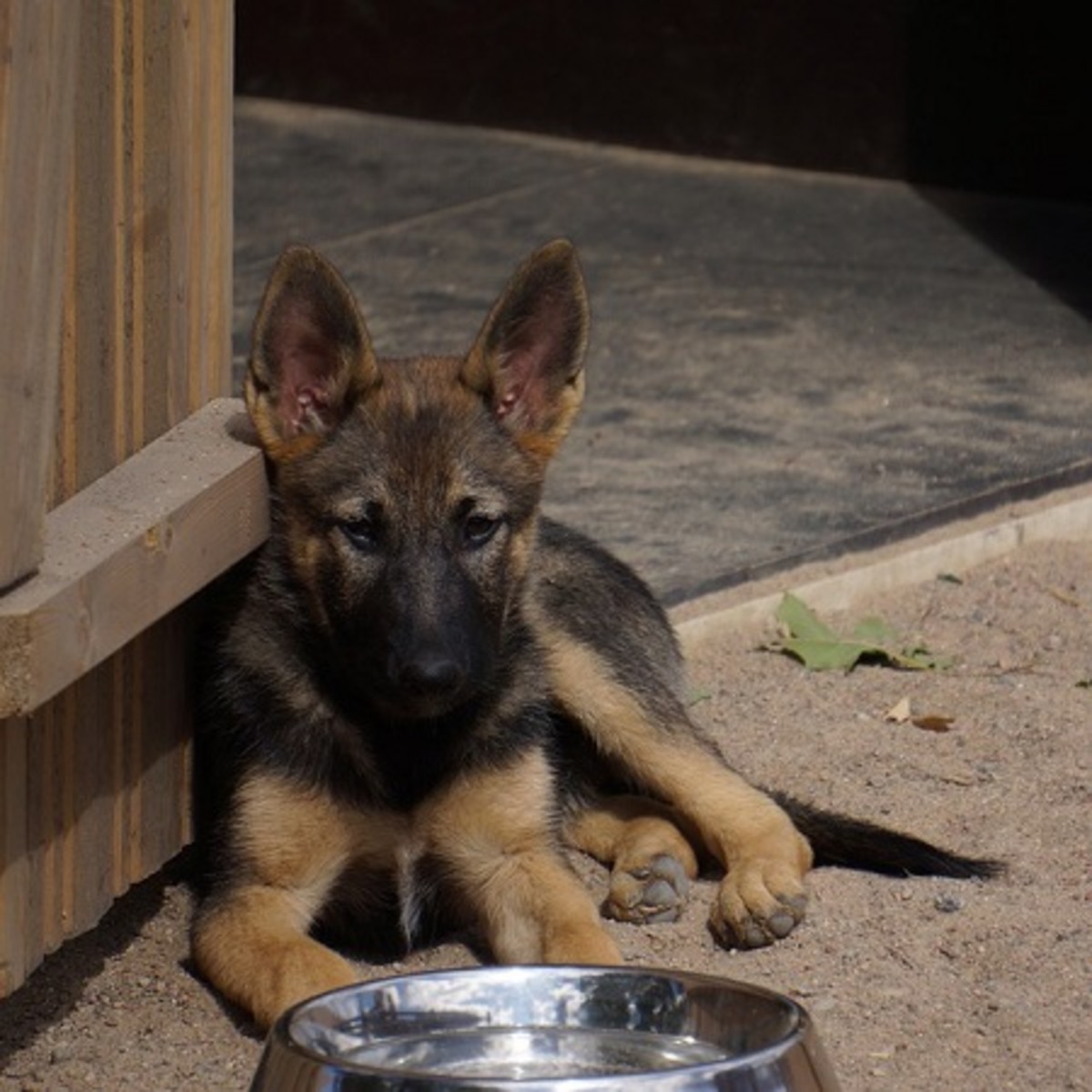 The Best Food for a German Shepherd Puppy to Gain Weight? HubPages