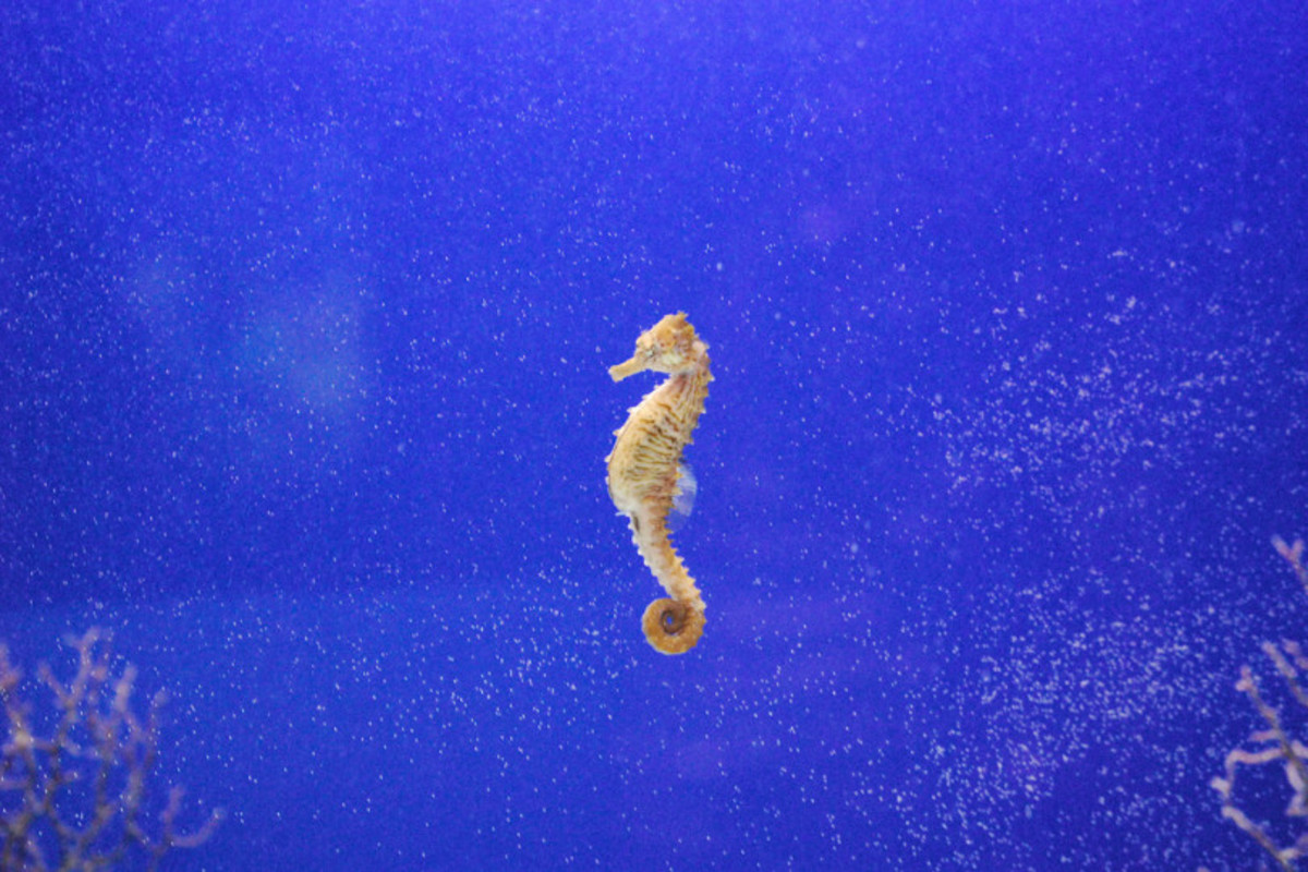 Facts About Seahorses and How to Care for Them PetHelpful