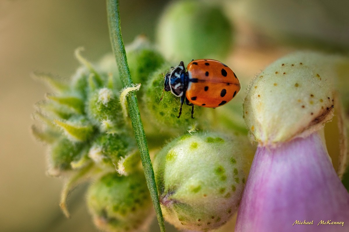 Ladybugs (or Soap and Water) Are the Perfect Solution to Rid Your