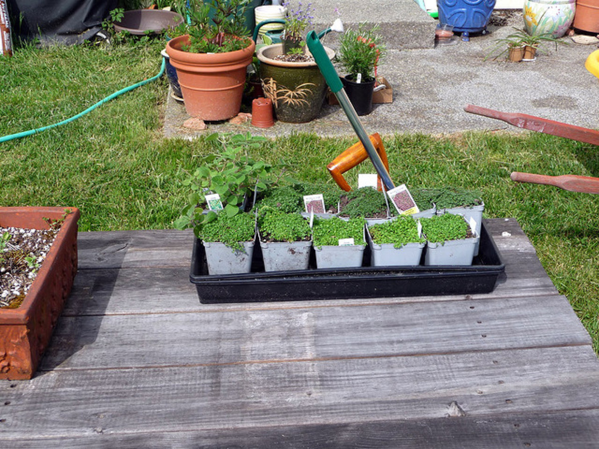 Creeping Thyme Ground Cover Types, Care, and Propagation Dengarden