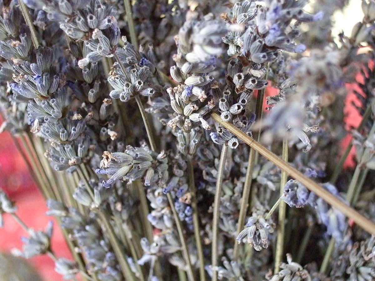 Drying Lavender How to Dry Lavender Flowers at Home Dengarden