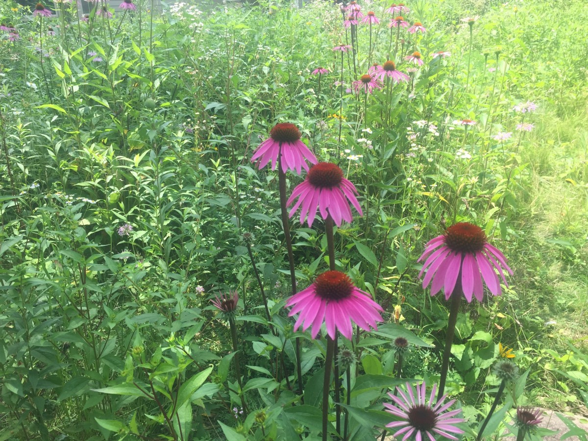 Echinacea How to Grow Purple Coneflower and Use it for Herbal Remedies RemedyGrove