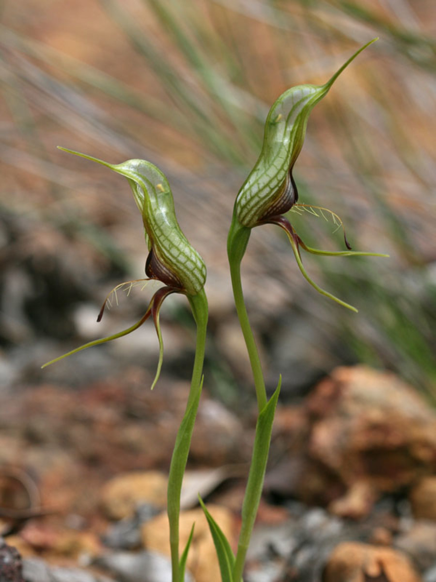 Flowers of the World That Look Like Animals, Insects, or People Owlcation