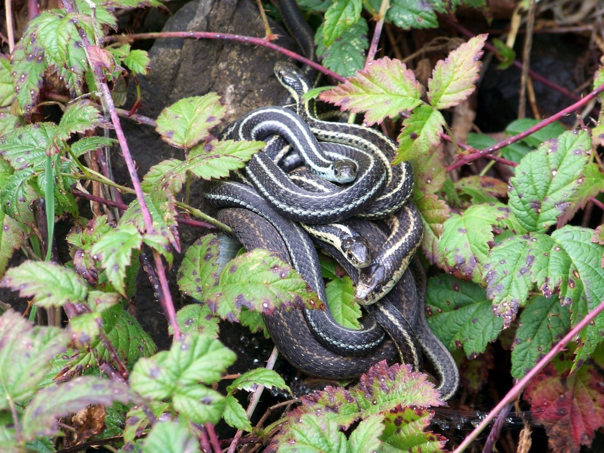 How to Get Rid of Garter Snakes Without Killing Them 7 TriedandTrue