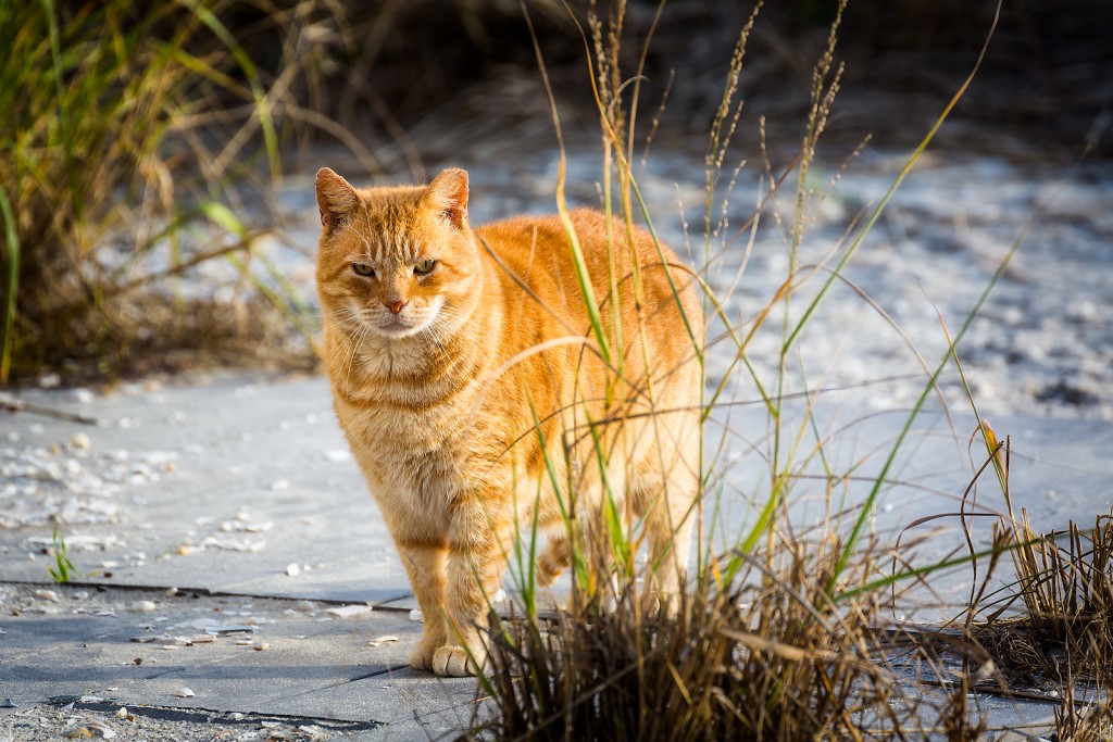 The Beloved Boardwalk Cats of Atlantic City and the Alley Cat Allies