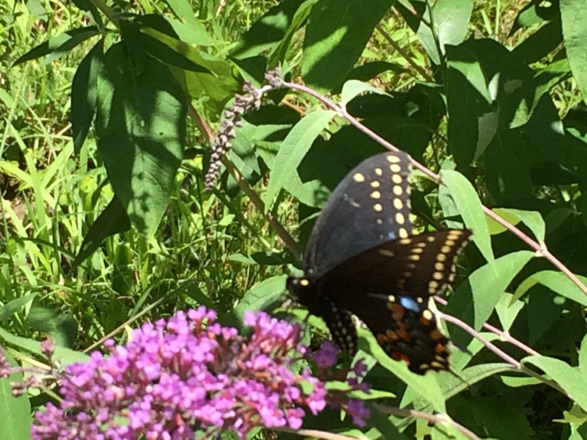 How and When to Prune Buddleia Butterfly Bushes Dengarden