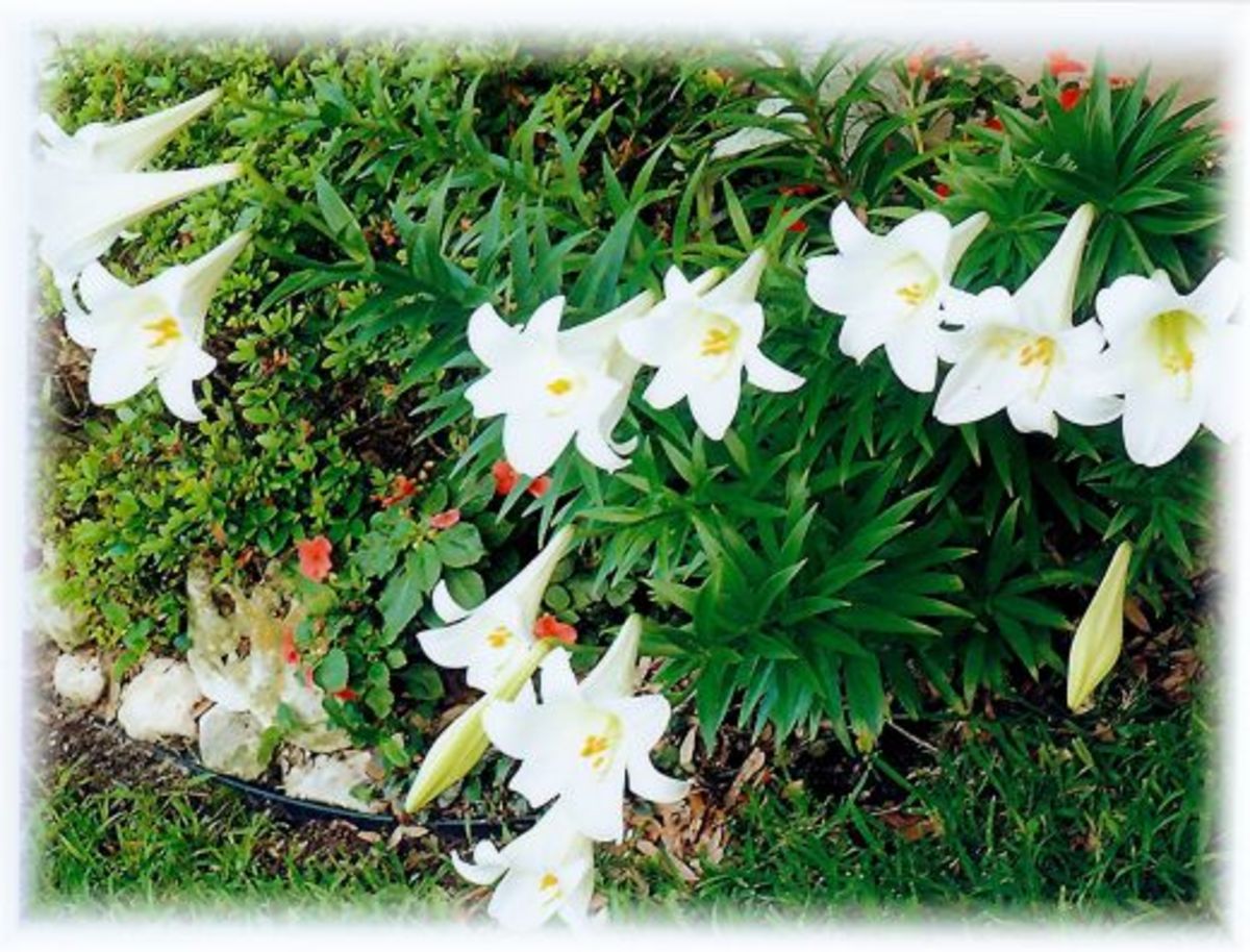 Pictures of Blooming Easter Lilies in our Backyard HubPages