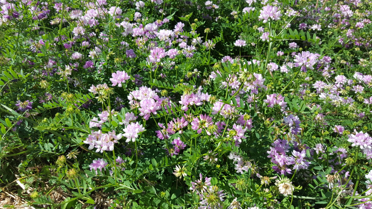 Best Plants and Erosion Controls for Slopes and Hillsides Dengarden