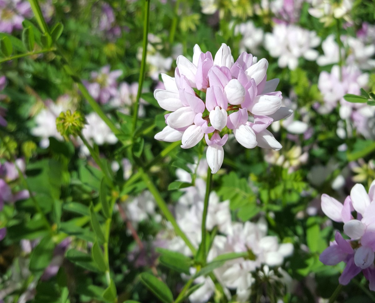 Crown Vetch, a Wild Flower That Can Be Used for Erosion Control Dengarden