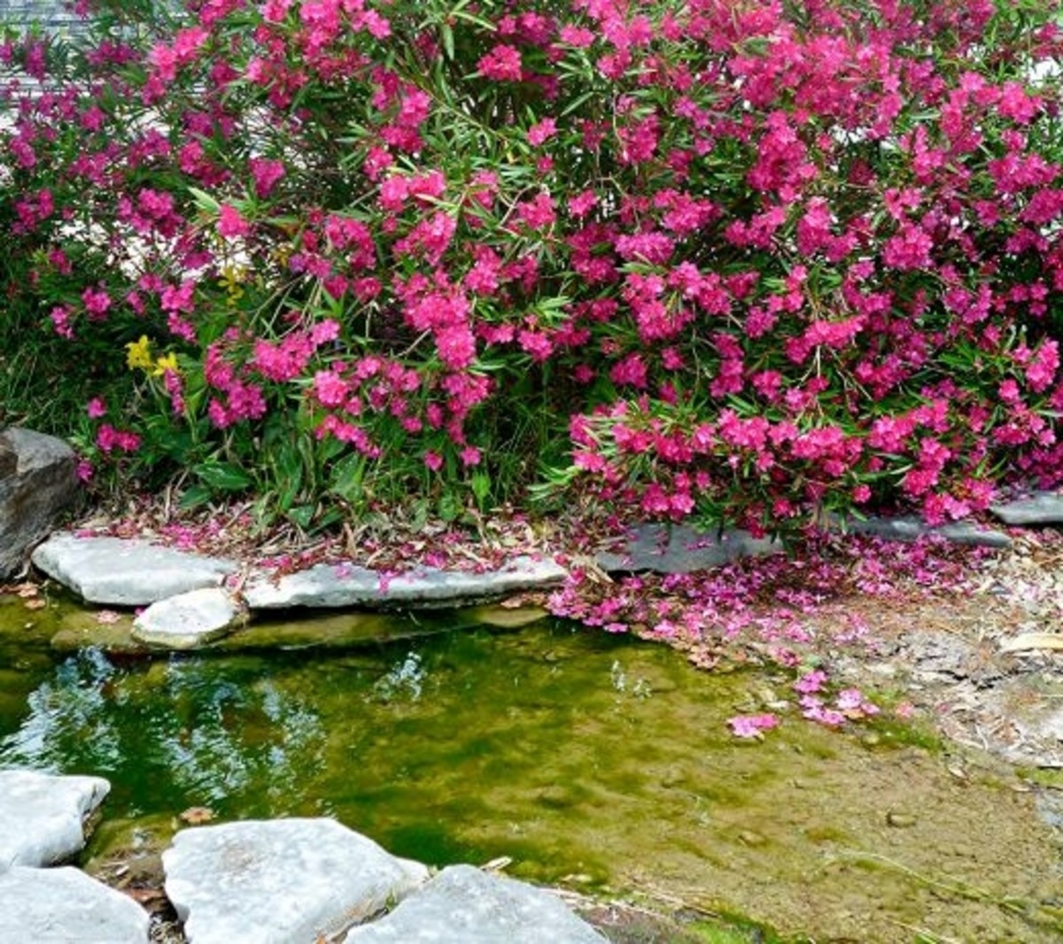 Pictures of Martha's Bloomers in Navasota, Tx Shops, Pots, Plants and