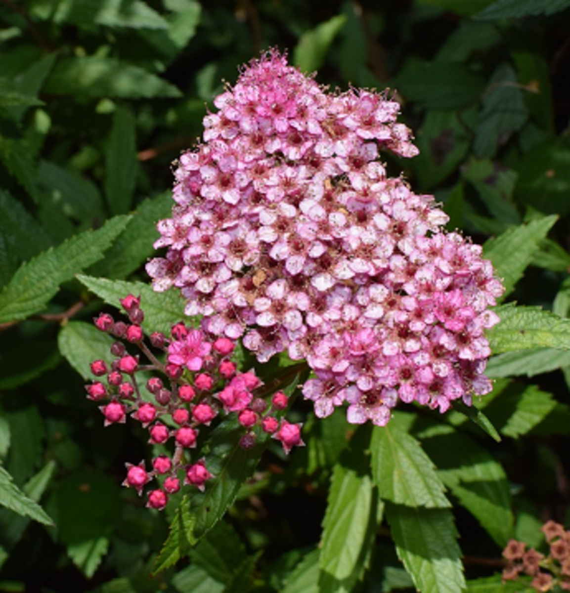 Shade Gardening in Rocky Soil Dengarden