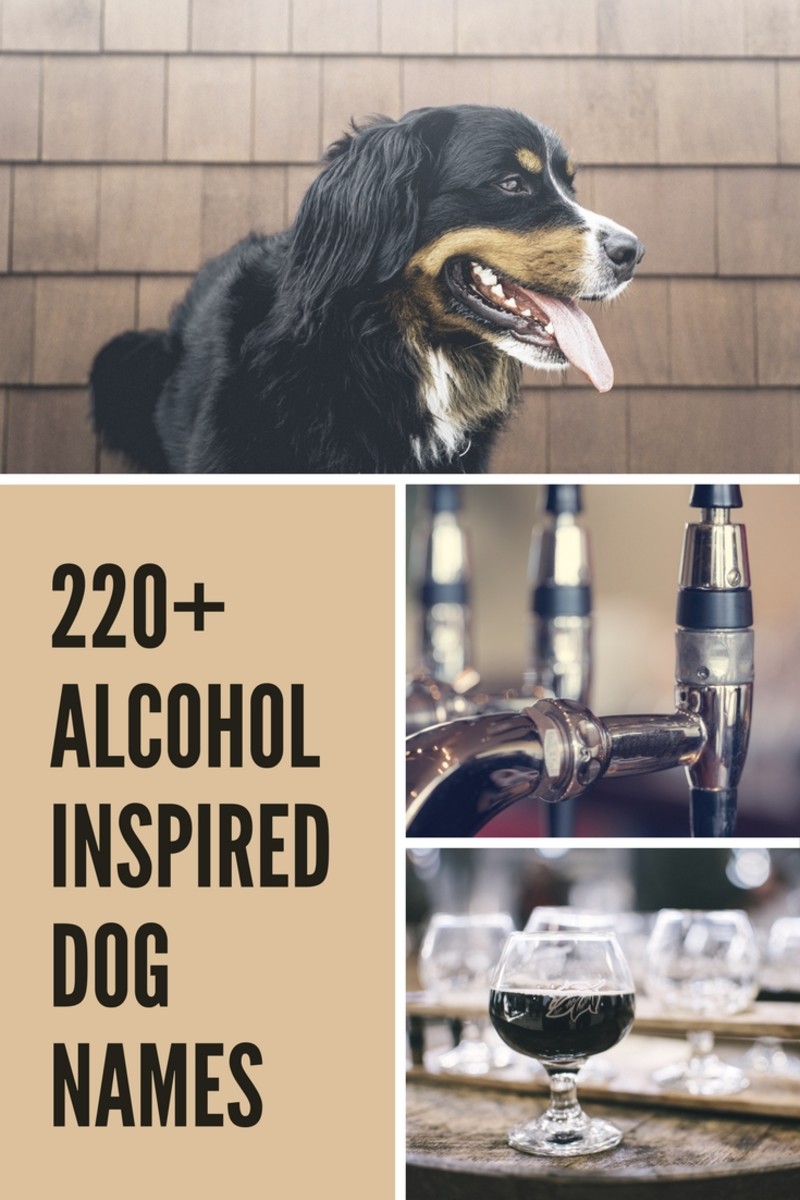 220+ Fun AlcoholInspired Dog Names PetHelpful