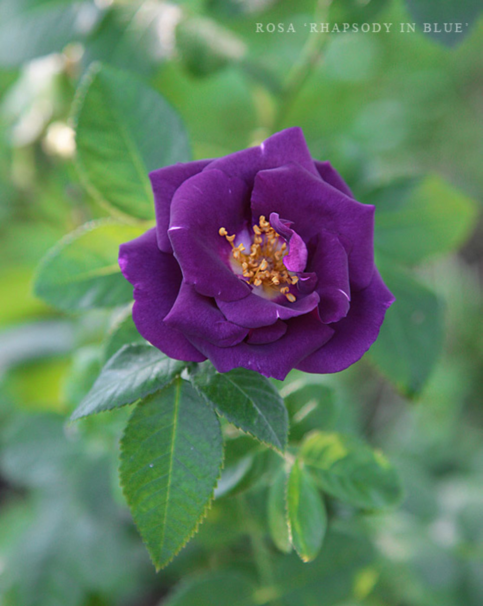 The Meaning of Roses Owlcation