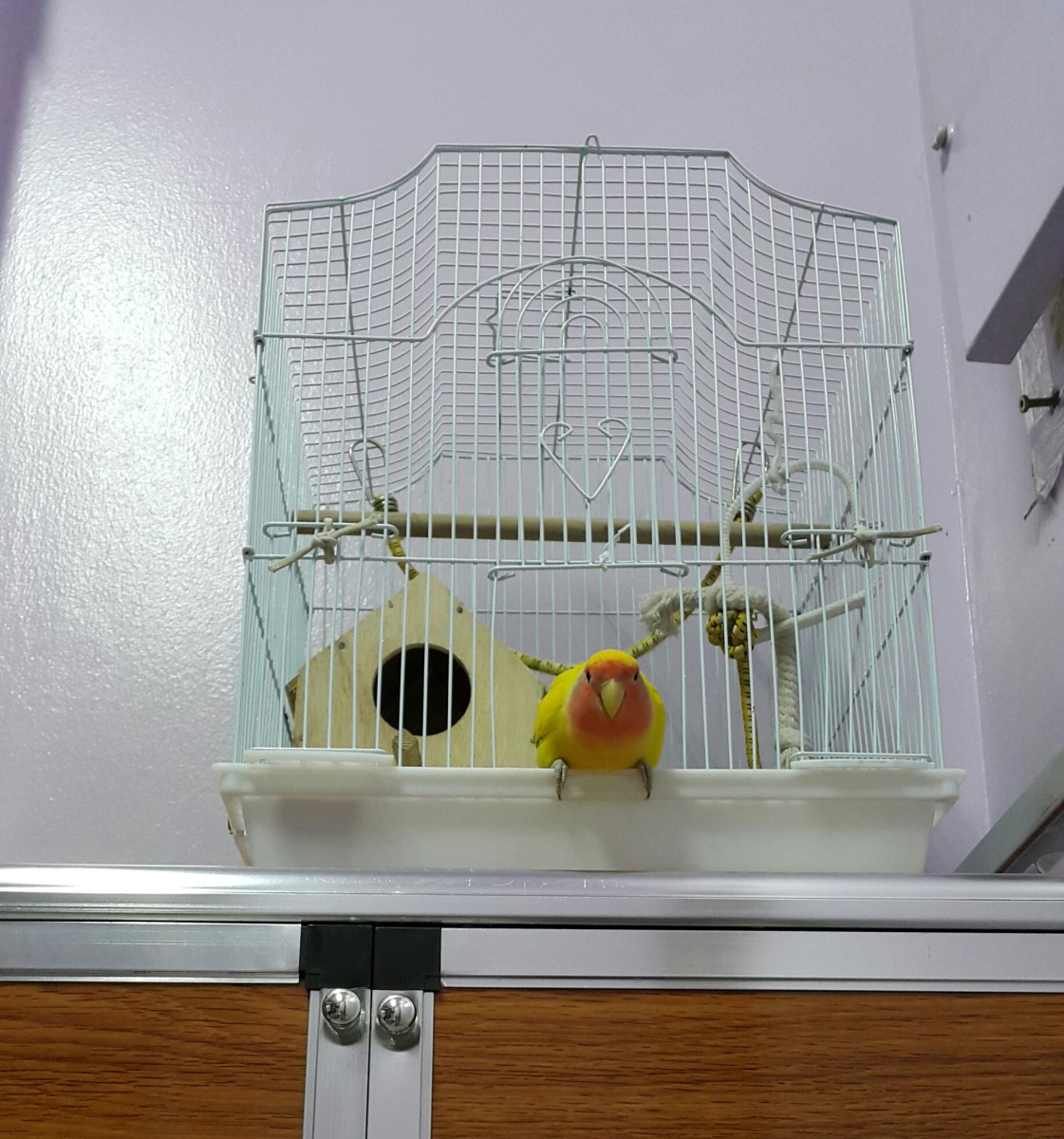 How to Put Lovebirds Back in Their Cage PetHelpful