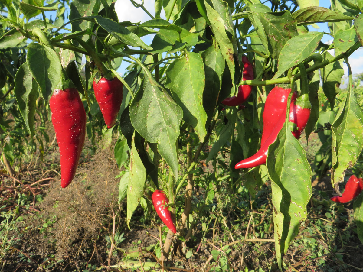 Ten Reasons You Should Visit Szeged in Hungary WanderWisdom