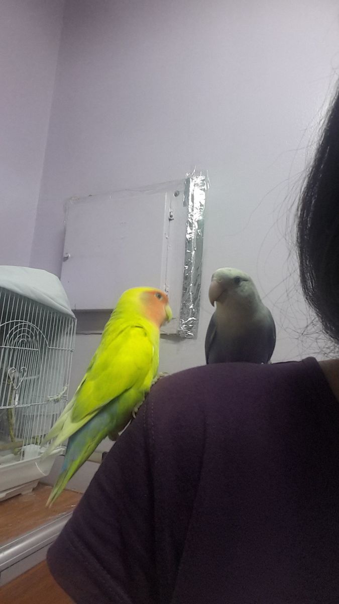 How to Put Lovebirds Back in Their Cage PetHelpful