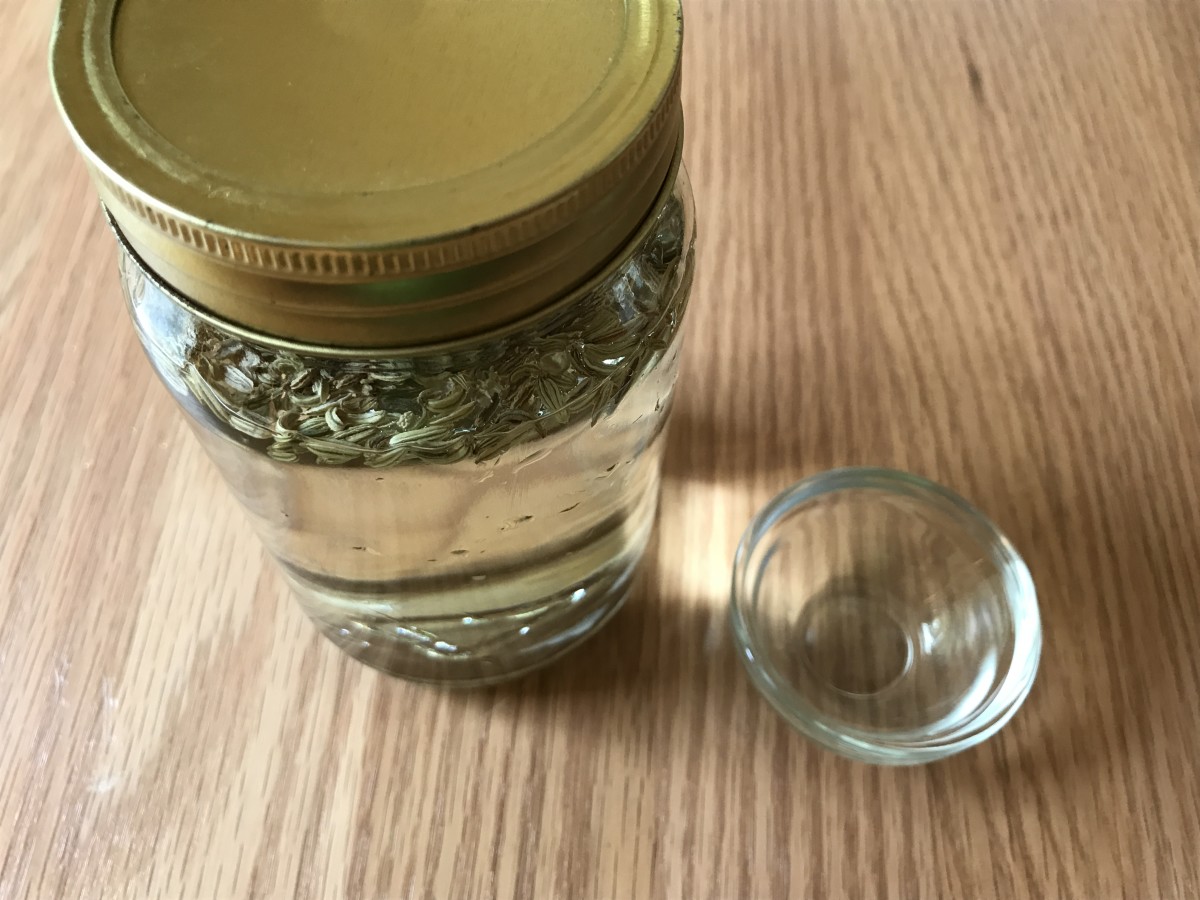 Drinking Fennel Seed Water for Weight Loss CalorieBee