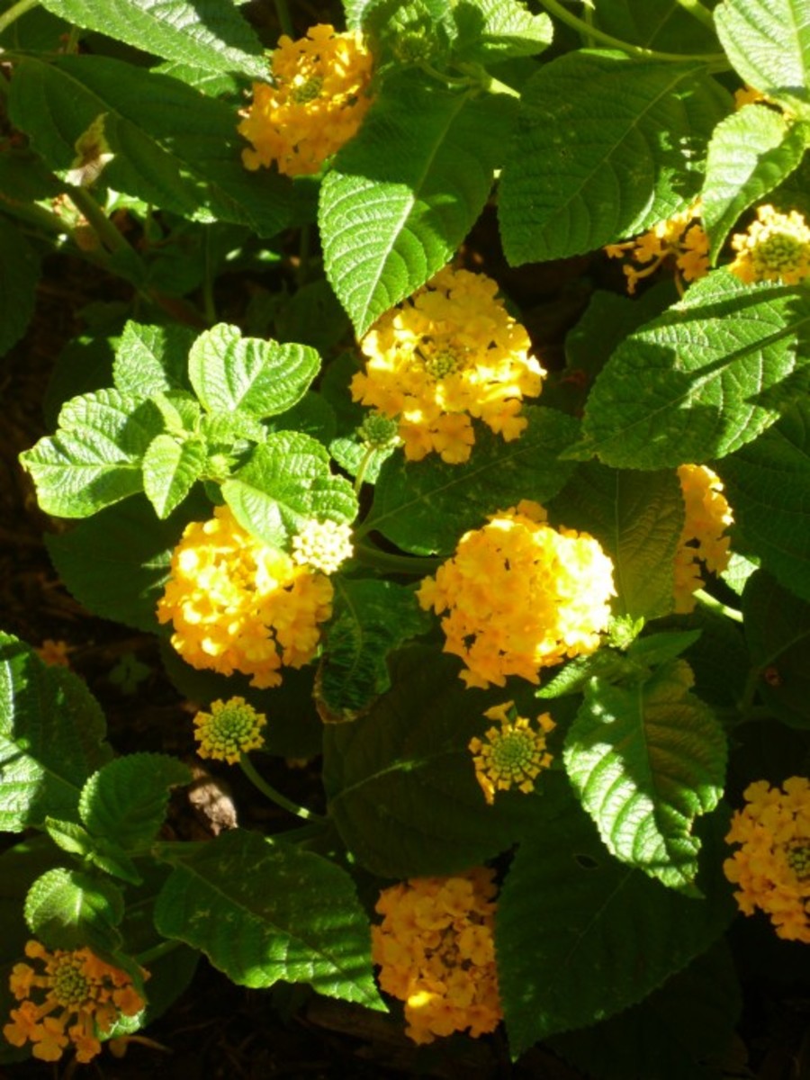 Pictures of Flowering Plants That Grow Well in My Houston Garden in