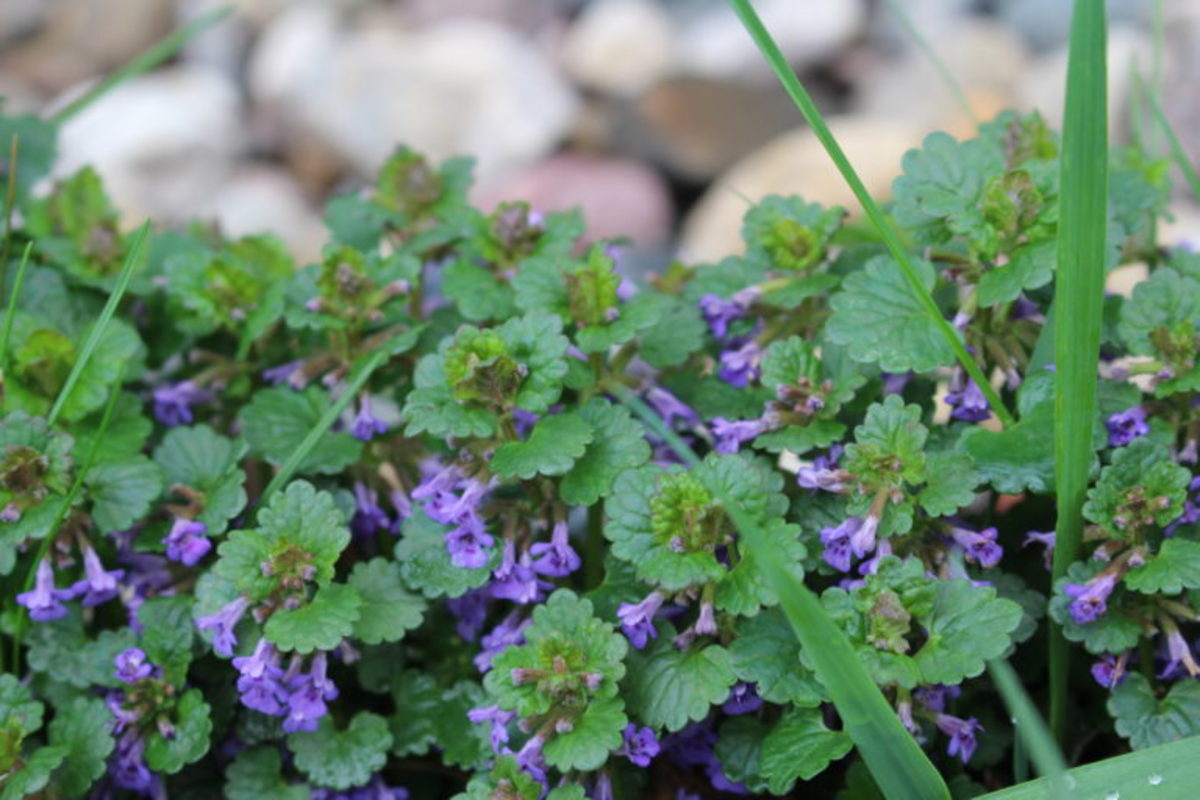 How to Get Rid of Creeping Charlie Ground Ivy Dengarden