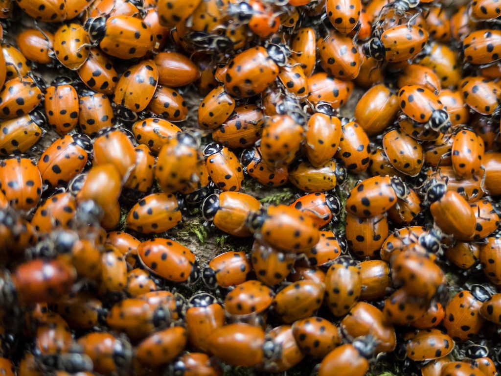 Why Do Ladybugs Swarm on Your House? Dengarden