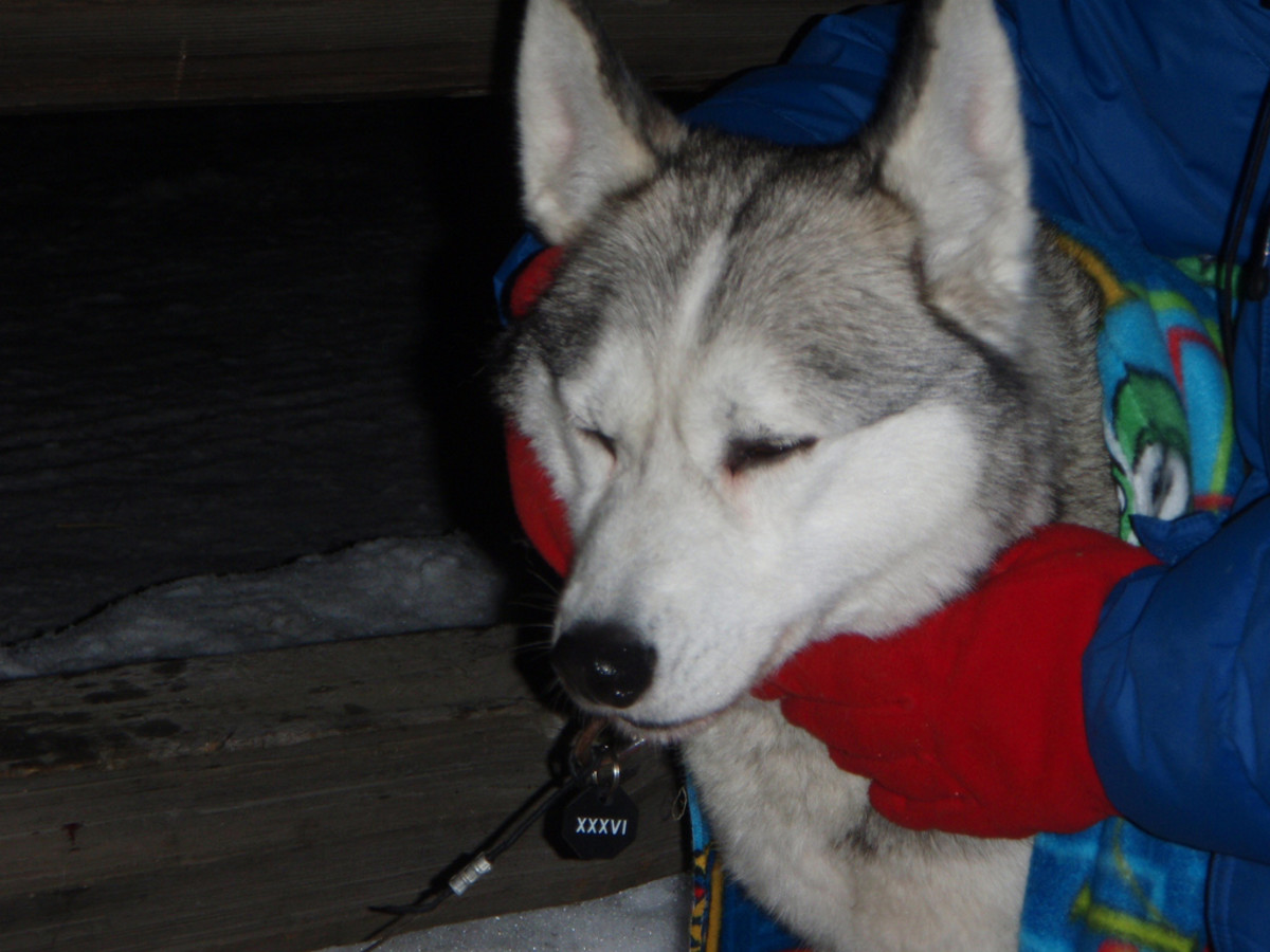 Shaking or Trembling Dog How to Distinguish Medical Emergencies