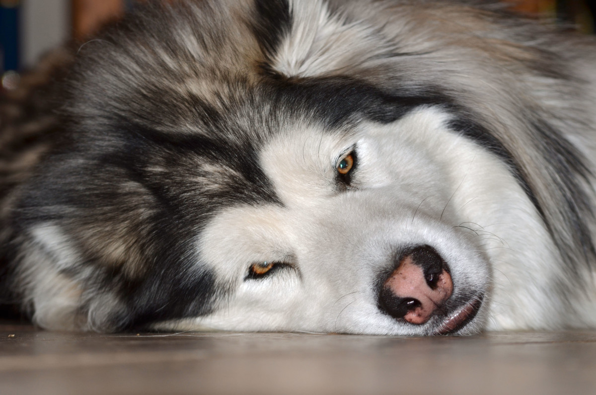 Cushing Syndrome in Dogs PetHelpful