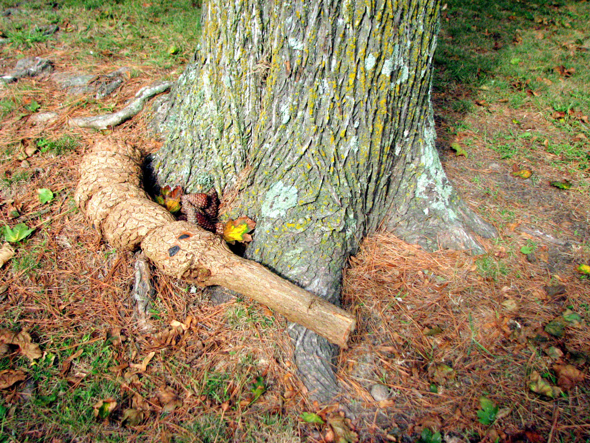 Sea Monsters The Chesapeake Bay's Chessie HubPages