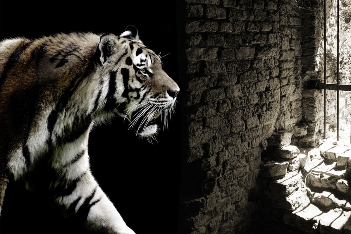 Presentation of Baldeo in "The Tiger in The Tunnel" Owlcation